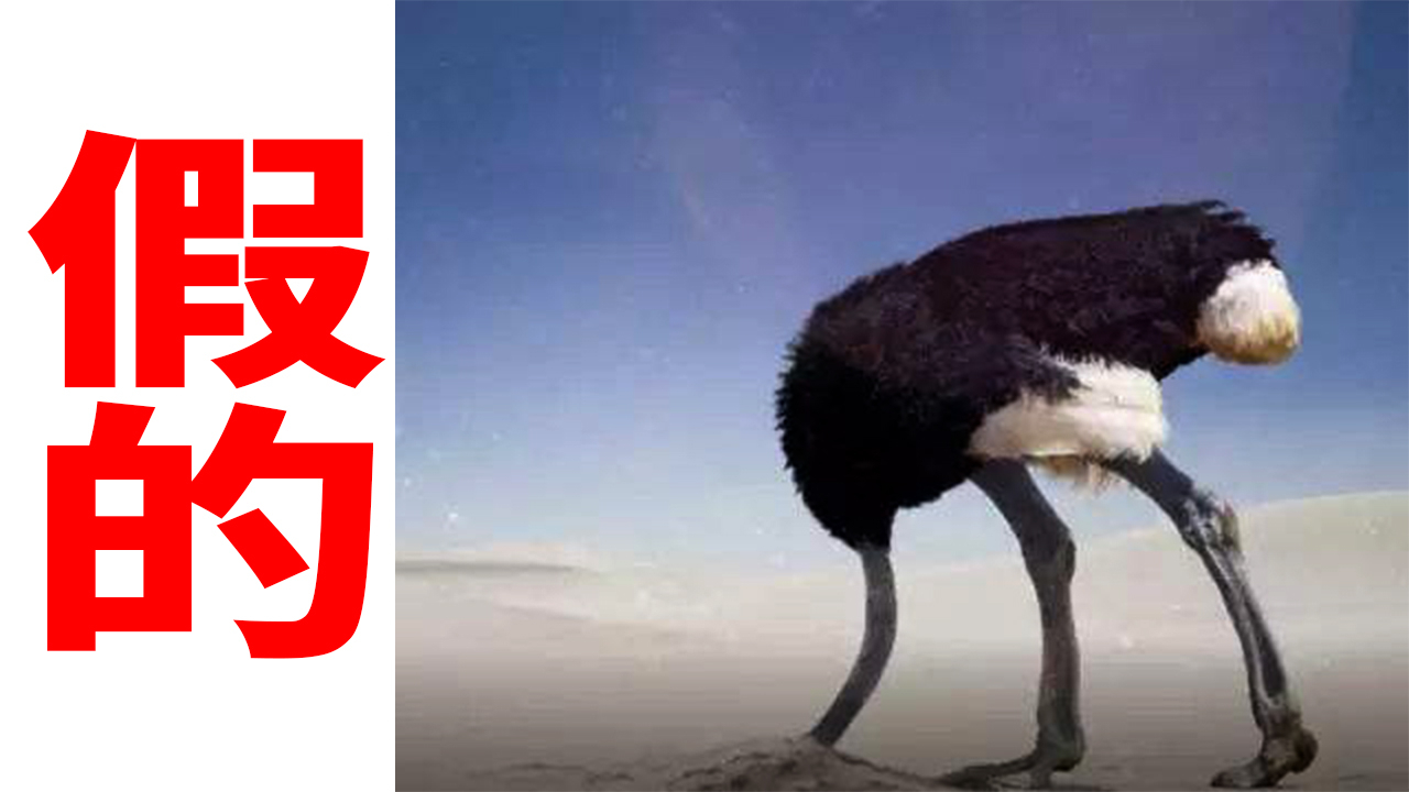 鸵鸟遇敌,会把头埋沙子里?6个骗你好久的伪知识